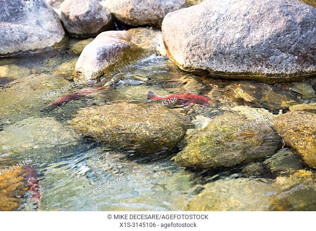 A Kokanee Salmon shows one of nature's wonders in the annual return to a spawning channel in Kokanee Creek, in British Columbia, Canada