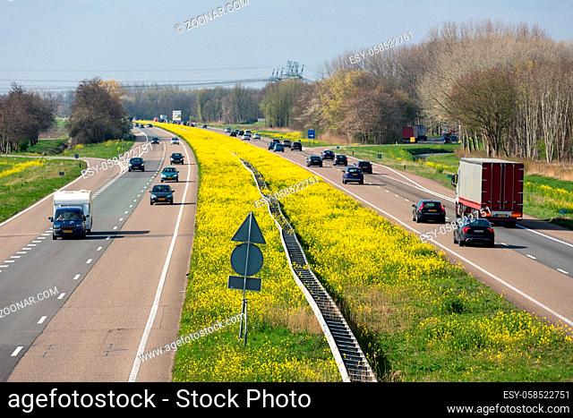 Dutch motorway A6 near Lelystad with blooming rapeseed