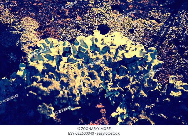 Xanthoparmelia, rock-shield lichen