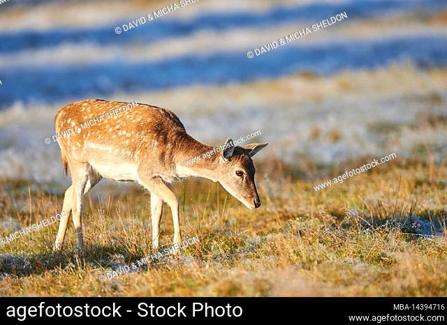 Fallow deer (Dama dama), clearing, meadow, standing, lateral