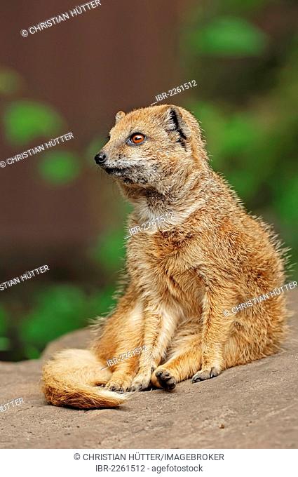 Yellow mongoose (Cynictis penicillata), found in southern Africa, captive, Germany, Europe