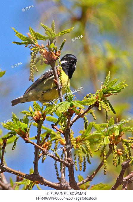 Yellow-bellied Tit Periparus venustulus adult, singing, perched on twig, Zushan Forest Park, Quinhuangdao, China, may