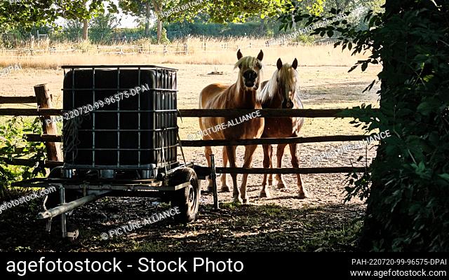 20 July 2022, Lower Saxony, Wendeburg: Two horses are standing in a pasture with dried grasses next to a small water cart in the Sophiental district