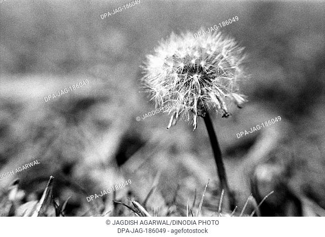 Dandelion flower in meadows of Pahalgam Jammu and Kashmir India Asia 1971