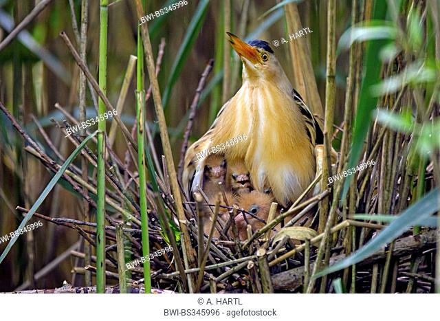 little bittern (Ixobrychus minutus), male gathering chicks under the wings, Germany, Bavaria