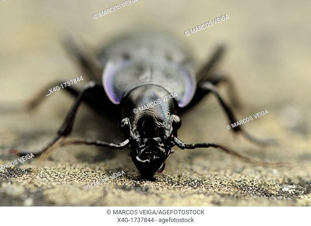 Violet Ground Beetle Carabus problematicus