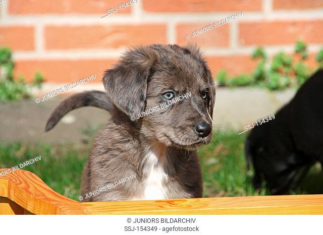half breed dog puppy Australian Shepherd - portrait