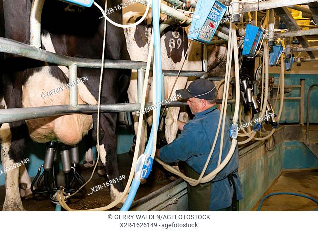 Milking cows in a modern milking parlour on a farm in Hampshire England