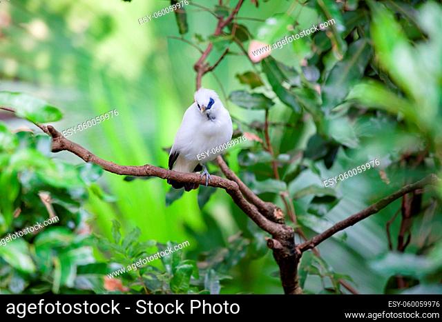 White exotic bird sitting on a branch