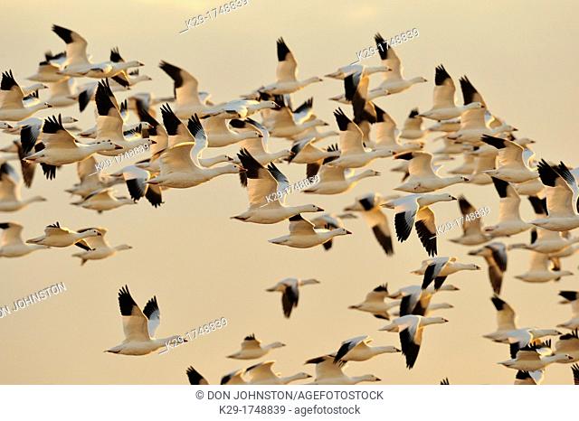 Snow Goose Chen caerulescens Flocks in flight over grain fields, Ladd S Gordon Management area, Bernardo, New Mexico, USA
