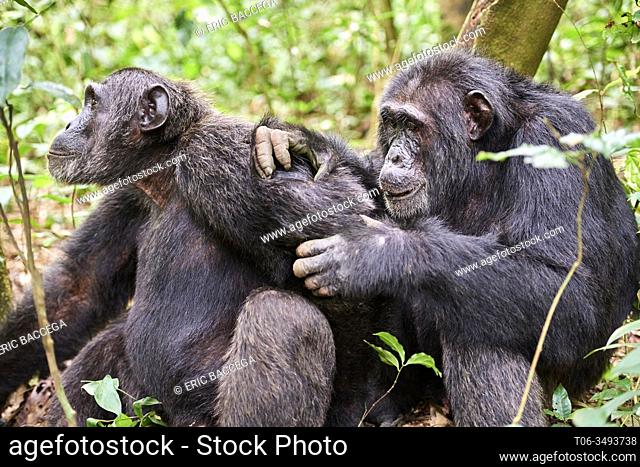 Chimpanzee (Pan troglodytes schweinfurthii) males grooming, Kibale National Park, Uganda, Africa