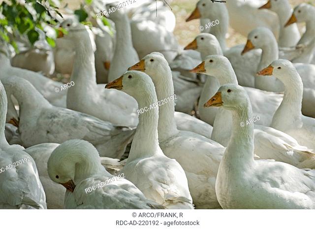 Free-range Domestic Geese