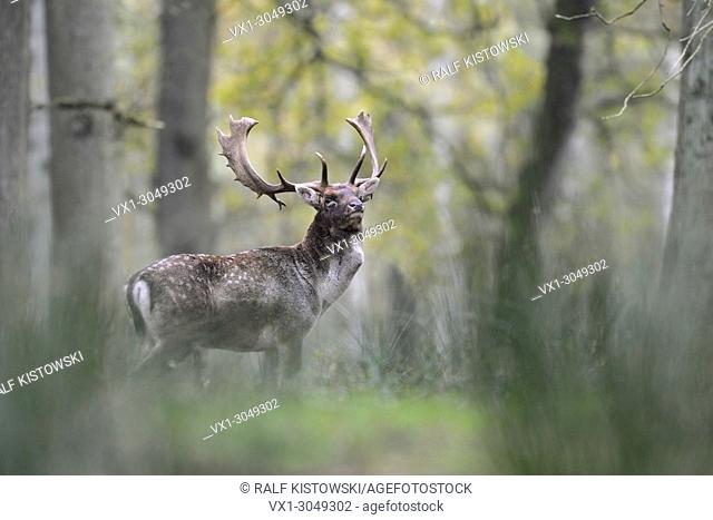 Fallow Deer ( Dama dama ), powerful and strong stag, standing on a clearing in open woods, showing dominant behaviour