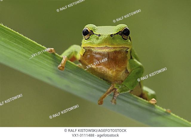 European Tree Frog / Europäischer Laubfrosch ( Hyla arborea ), adult male, sitting on a reed leaf, frontal view, clean green background.