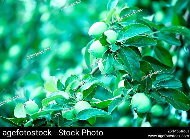 Young unripe green apples on a branch