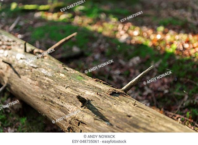 Close view of a dead tree trunk lying in the forest with bokeh effect in the background through sun ray falling sideways