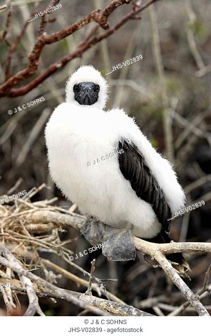 Red Footed Booby, Sula sula, Galapagos Islands, Ecuador, young bird, at nest, on tree