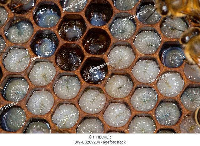 honey bee, hive bee Apis mellifera mellifera, larvae in combs, Germany