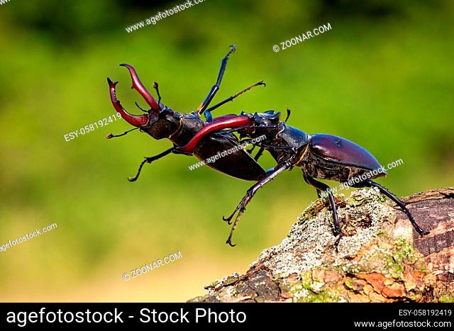 Dominant stag beetle, lucanus cervus, holding the defeated one turned upside down in mandibles during a fight on a branch in summer