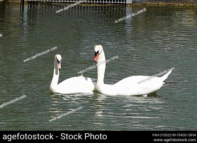 22 May 2021, Baden-Wuerttemberg, Hotzgerlingen: The lonely swan ""Hänsel Junior"" (r) of the castle lake in Holzgerlingen swims next to a young female swan from...