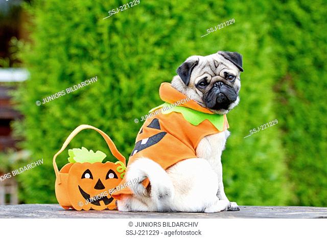 Pug. Adult male sitting next to a Halloween bag in a garden, wearing a Halloween dress. Germany