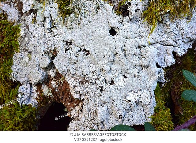 Pertusaria amara (grey) and Pertusaria albesces (white) two crustoses lichens. This photo was taken in Monte Santiago Natural Monument, Burgos province