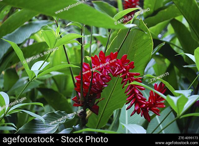 Red ginger flower (Alpinia purpurata), telephoto