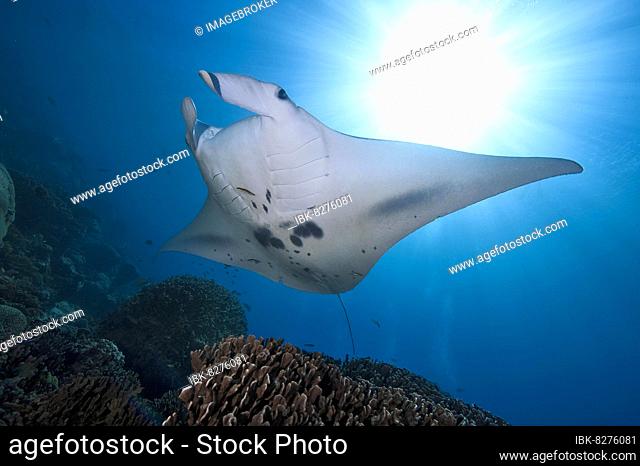 Manta schwimmt über Putzerstation in Korallenriff, Riffmanta (Manta alfredi), Pazifik, Karolineninseln, Yap, Mikronesien
