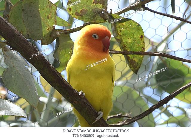 Lovebird (Agapornis) at the Amaru Biopark, Cuenca, Ecuador