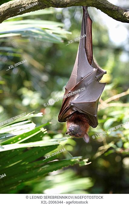 Malayan flying fox, or fruit bat in Singapore Zoo. Scientific name: Pteropus vampyrus