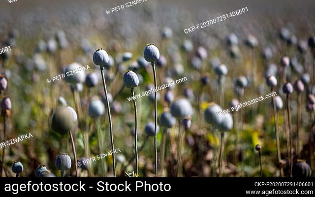 Opium poppy (Papaver somniferum) field in Sedlistka near Svitavy, Czech Republic, June 28, 2020. (CTK Photo/Petr Sznapka)