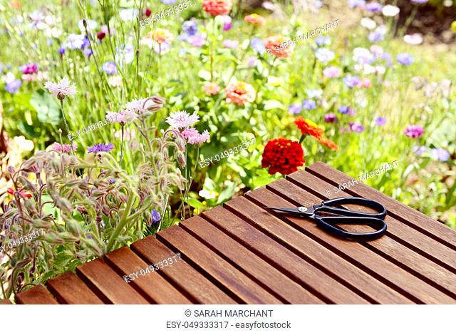 Florist scissors on a wooden table next to a blooming flower bed in summer with copy space