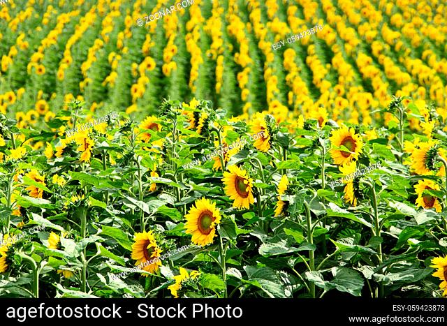 Prairie Sunflower Field in Saskatchewan Canada Rural scene