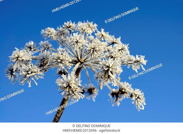 France, Doubs, Brognard, umbellifer morning covered with frost against blue sky