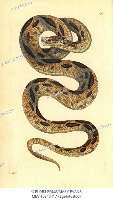 Russel's viper, Daboia russelii. Endangered. . Handcolored copperplate zoological engraving from George Shaw and Frederick Nodder's The Naturalist's Miscellany