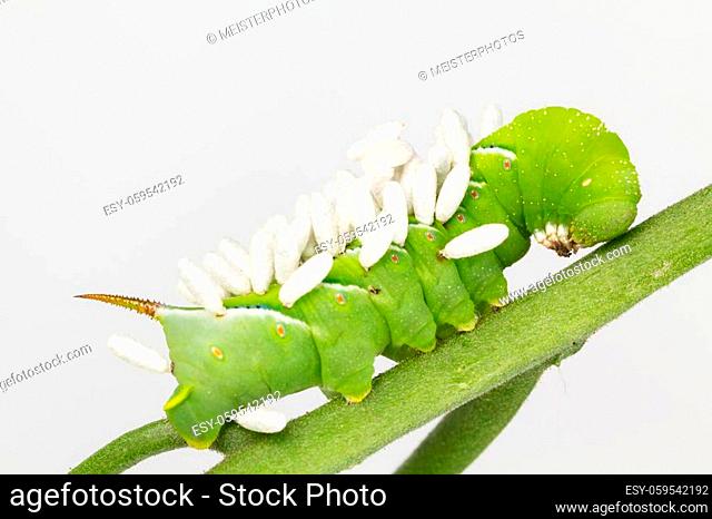 Close up of tobacco hornworm infested with braconid wasp parasite