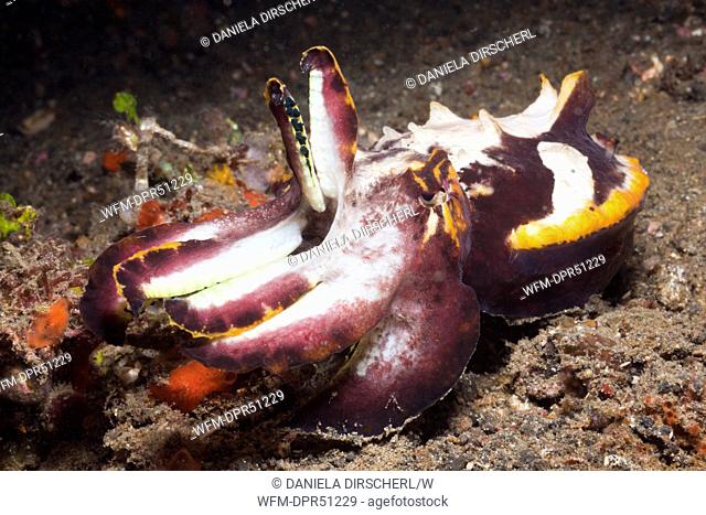 Flamboyant Cuttlefish, Metasepia pfefferi, Lembeh Strait, Sulawesi, Indonesia