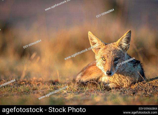 Black-backed jackal laying in the sand in the Welgevonden game reserve, South Africa