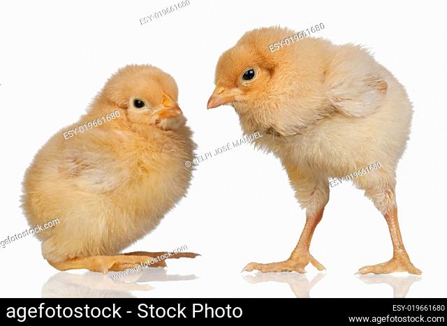 Two little yellow chicken