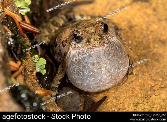 Common Eastern Froglet calling with vocal sac extended Crinia signifera Eastern Australia