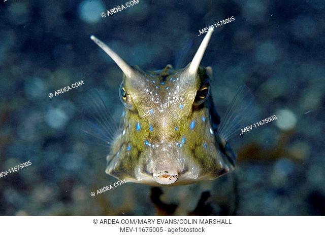 Longhorn Cowfish with long spines