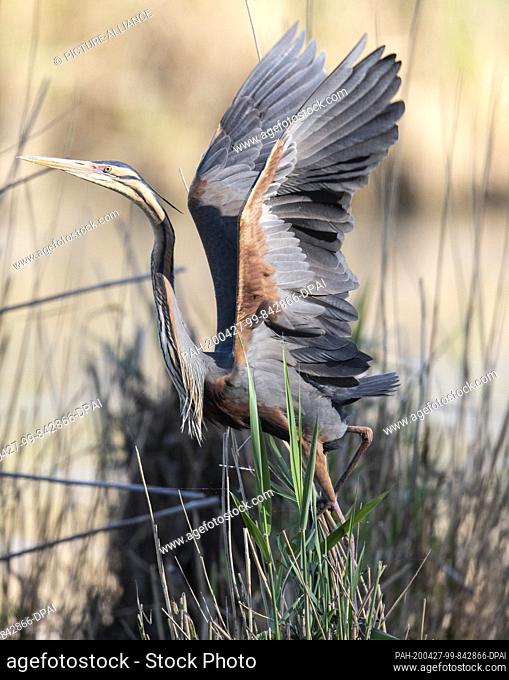 26 April 2020, Baden-Wuerttemberg, Waghäusel: A purple heron flies up from its nest. A small colony of these impressive birds breeds here on the edge of a main...