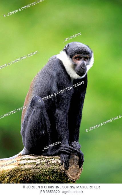 L'Hoest's Monkey (Cercopithecus lhoesti), adult, Apeldoorn, Netherlands