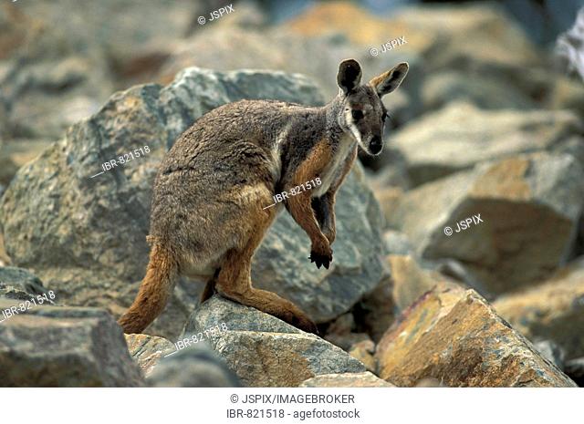 Mature Yellow-footed Rock-wallaby (Petrogale xanthopus), Australia