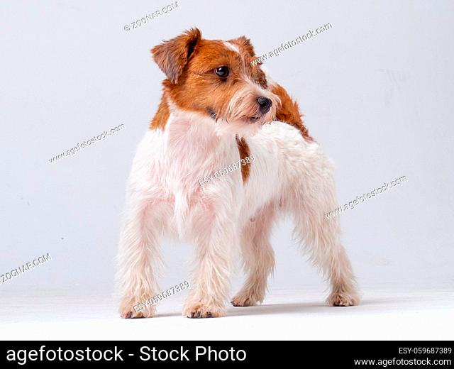 Jack Russell Terrier Puppy Close Up On White Background, Copy Space. Studio Shot