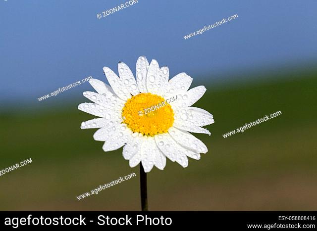 photographed close-up of white daisies growing in a field