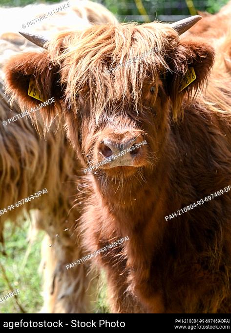 30 July 2021, Brandenburg, Flatow: Rubina, a Scottish Highland cow, fed on the premises of the Karolinenhof goat dairy near Kremmen