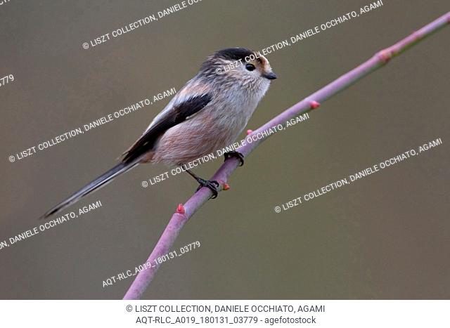 Italian Long-tailed Tit perched on a branch, Long-tailed Tit, Aegithalos caudatus