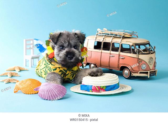 Miniature Schnauzer Puppy and Summer Vacation