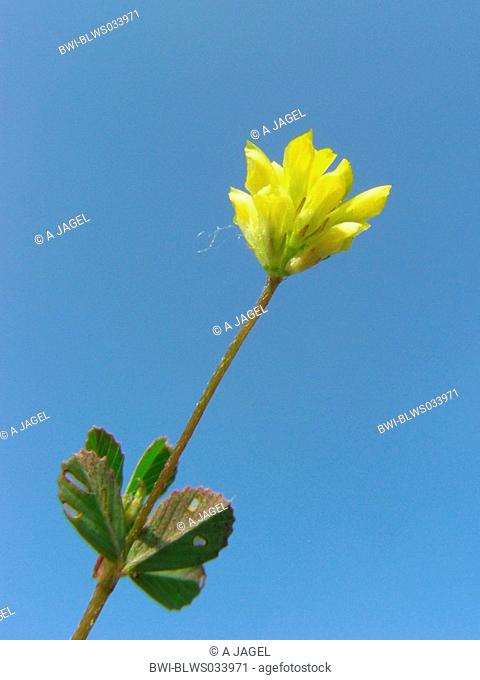 least hop clover, lesser trefoil, lesser yellow trefoil, small hop clover, suckling clover, shamrock Trifolium dubium, inflorescence and leaf against blue sky